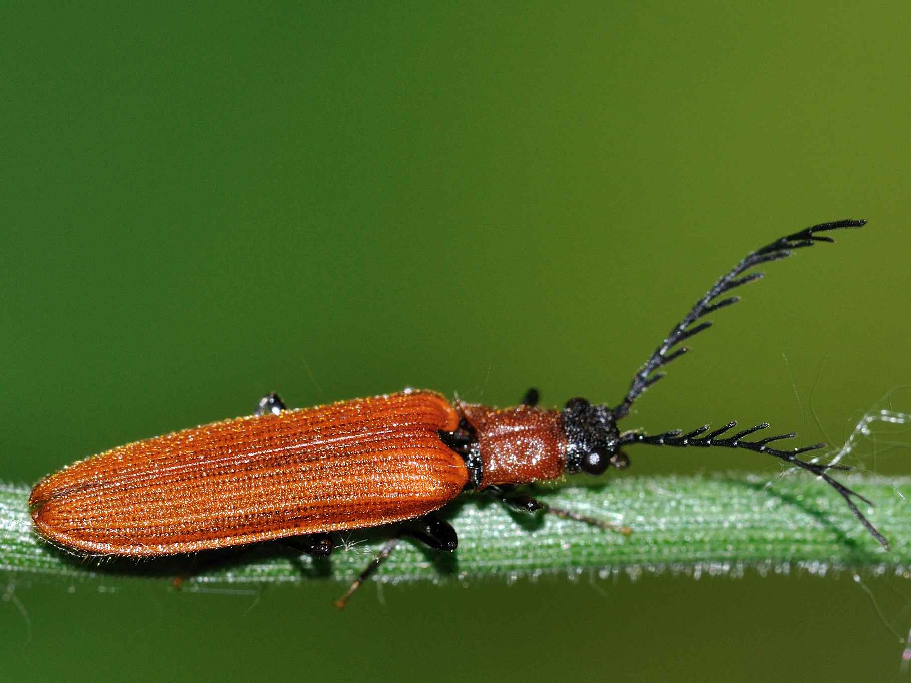 Elateridae - Denticollis rubens